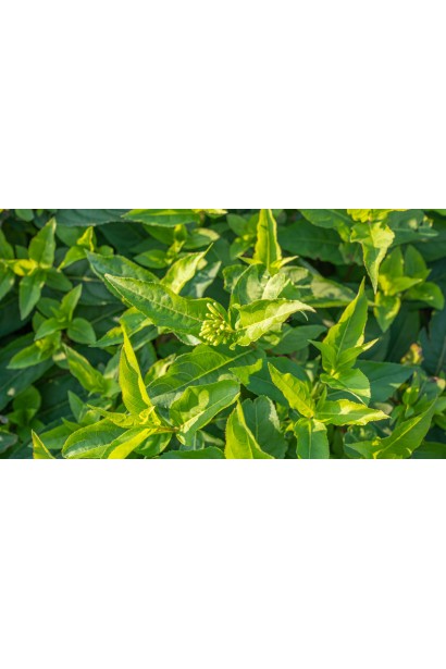 Діервілла сидячолиста Баттерфляй листя